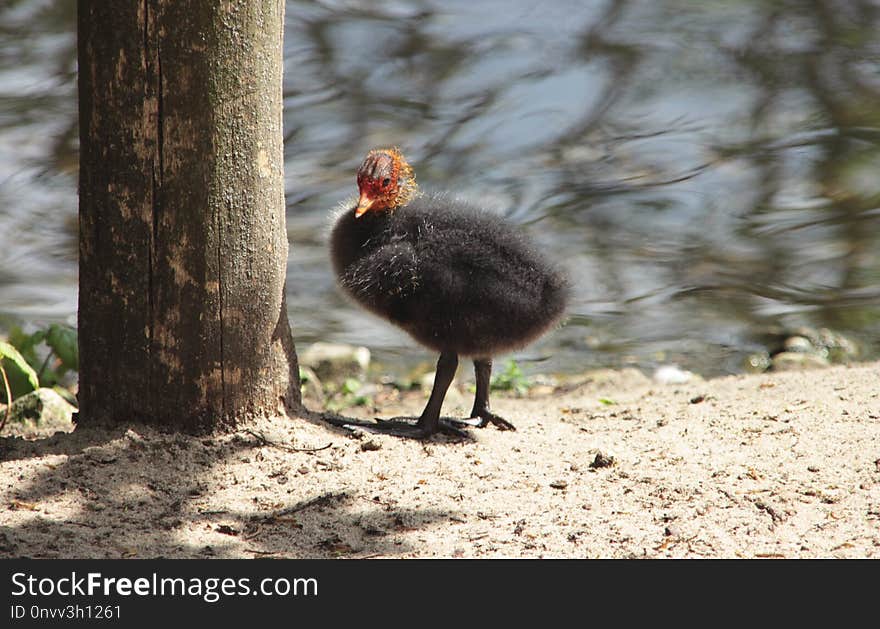 Bird, Fauna, Beak, Water Bird