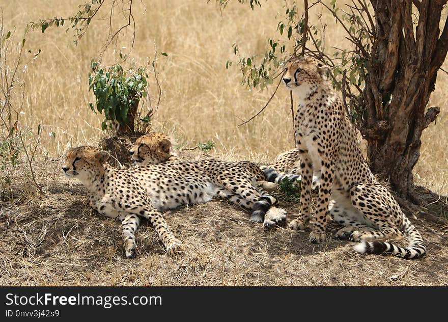 Cheetah, Terrestrial Animal, Wildlife, Mammal