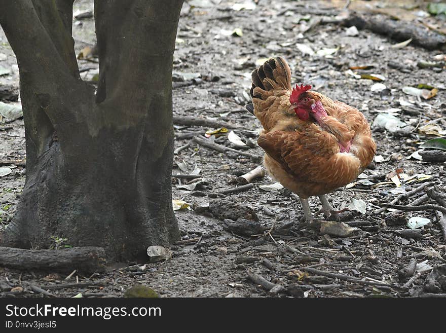 Chicken, Galliformes, Rooster, Bird