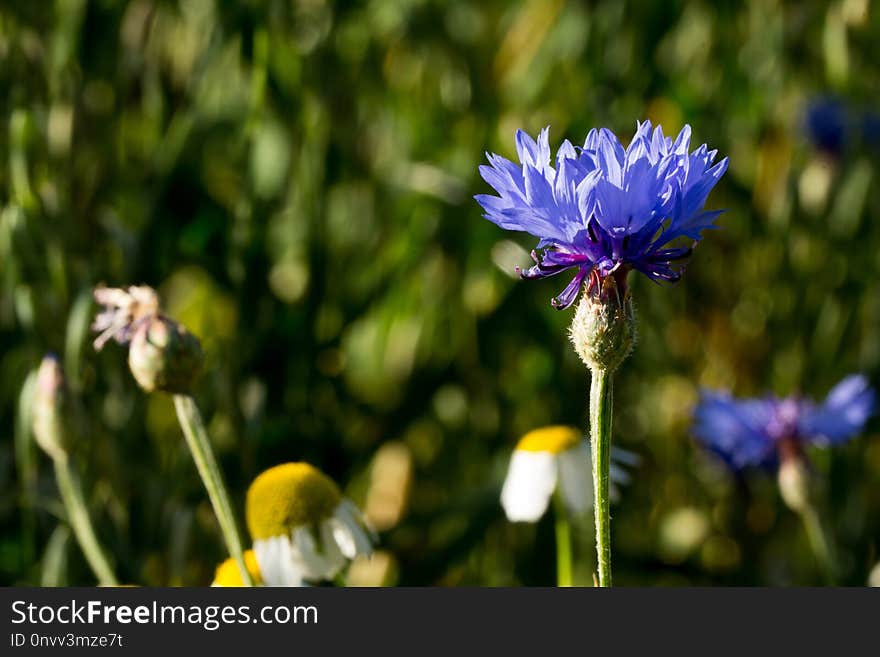 Flower, Flora, Wildflower, Plant