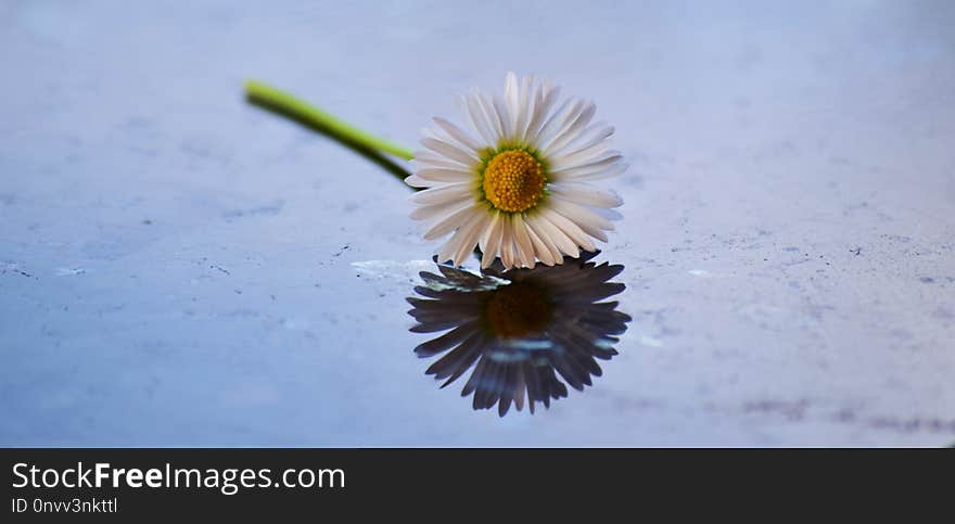 Flower, Flora, Daisy, Close Up