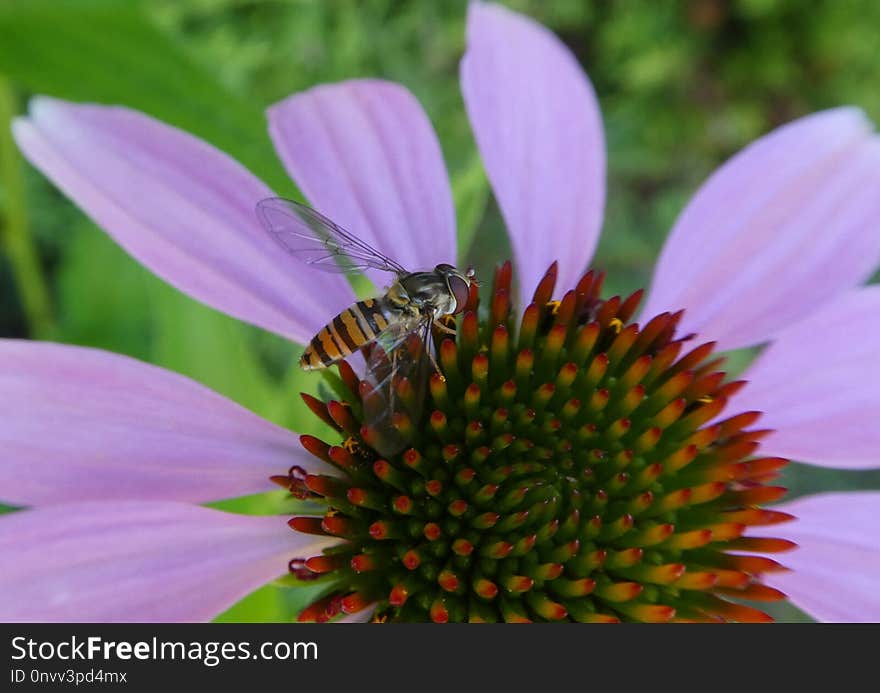 Flower, Nectar, Honey Bee, Bee