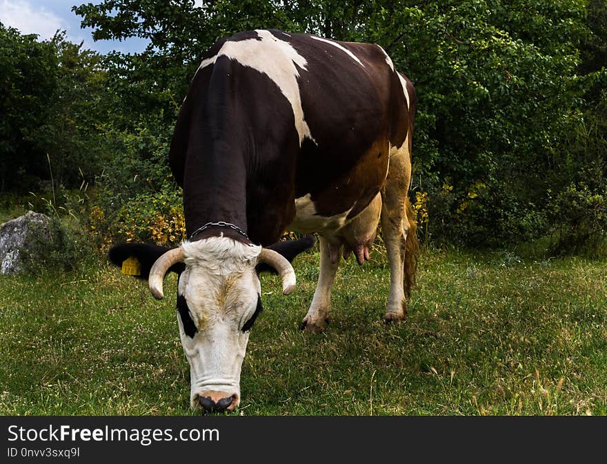 Grazing, Pasture, Cattle Like Mammal, Horn