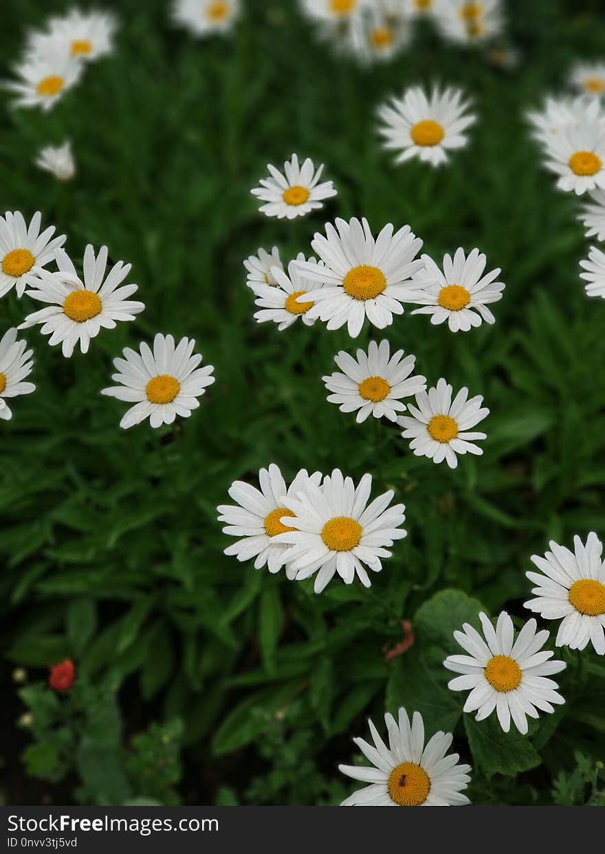 Flower, Oxeye Daisy, Chamaemelum Nobile, Plant