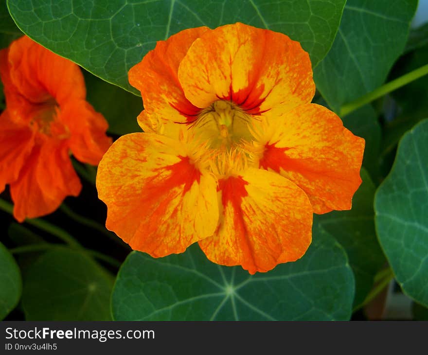 Flower, Flora, Orange, Leaf