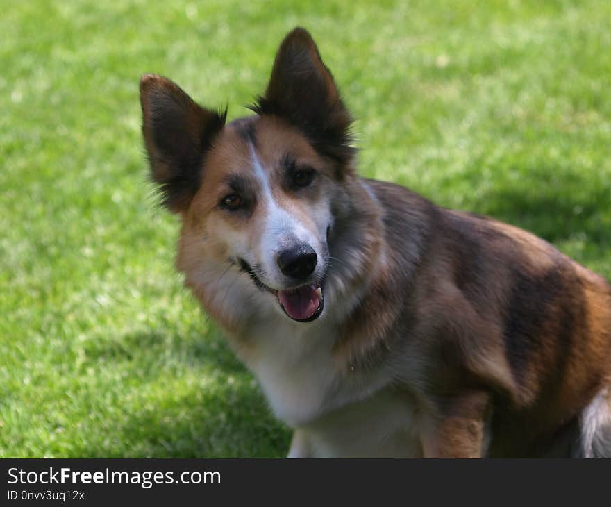 Dog, Dog Breed, Dog Like Mammal, Dog Breed Group