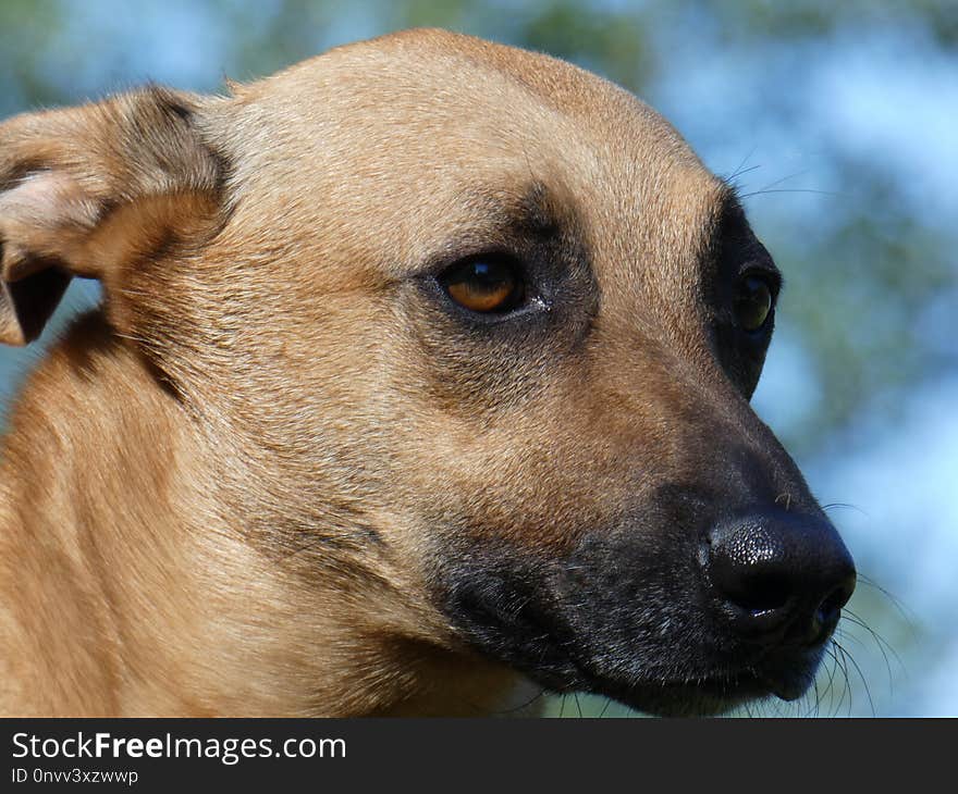 Dog, Dog Breed, Dog Like Mammal, Street Dog