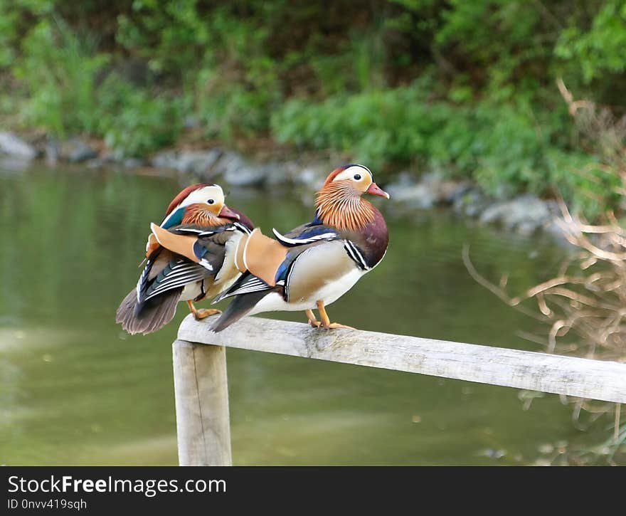 Bird, Duck, Water Bird, Fauna