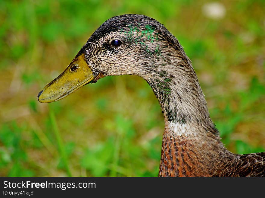 Bird, Duck, Beak, Mallard