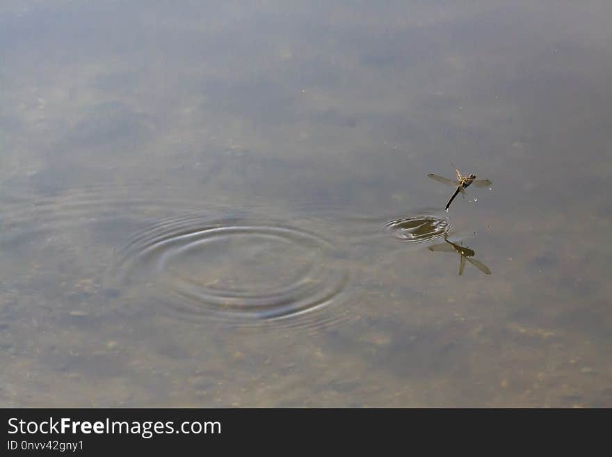 Water, Fauna, Sky, Water Resources