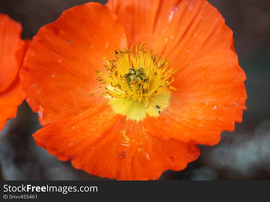 Flower, Orange, Yellow, Wildflower