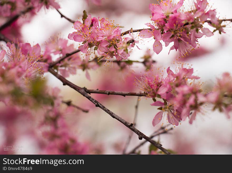 Blossom, Pink, Branch, Cherry Blossom