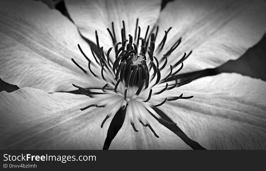 Flower, White, Black And White, Monochrome Photography