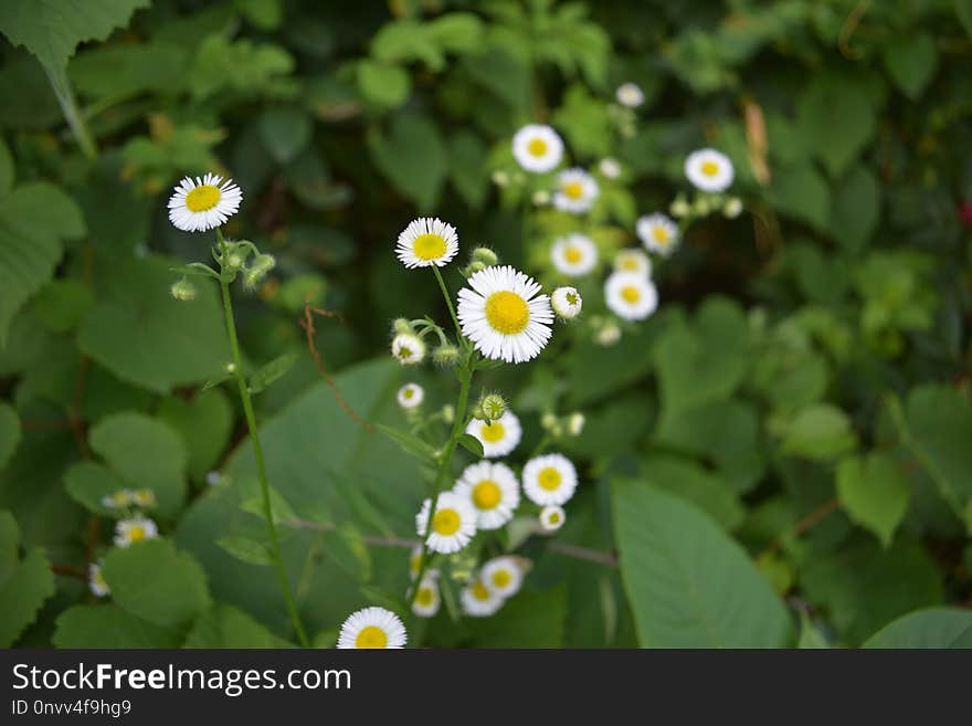 Flower, Plant, Flora, Tanacetum Parthenium