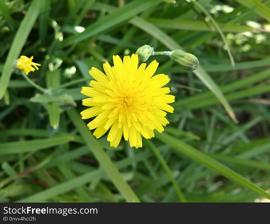 Flower, Yellow, Flora, Sow Thistles