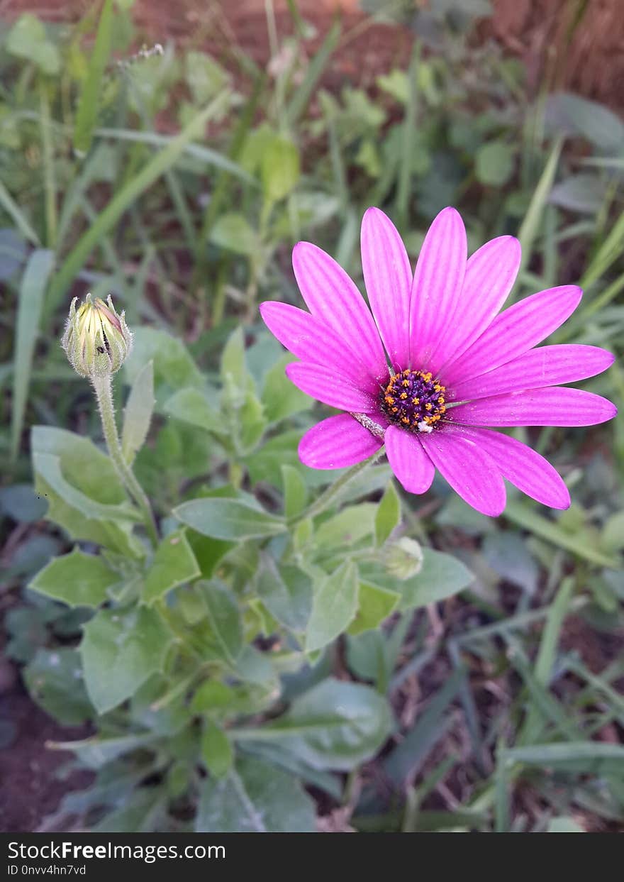 Flower, Plant, Flora, Aster