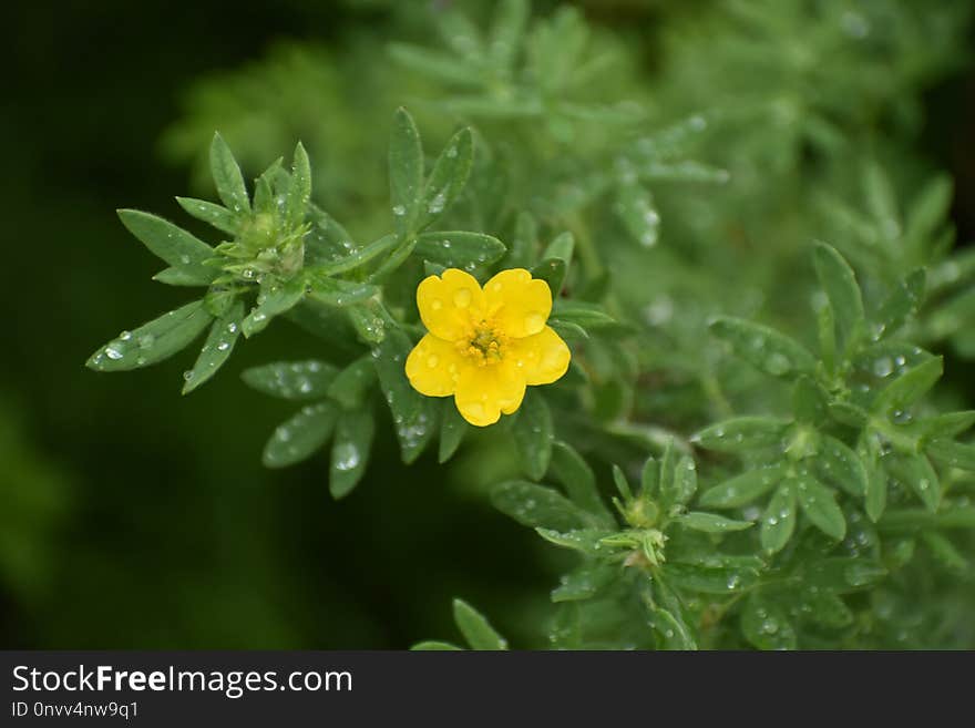 Common Tormentil, Flower, Flora, Subshrub