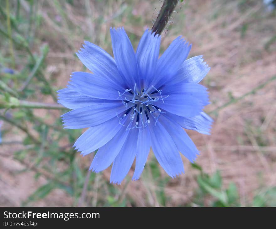 Blue, Flower, Flora, Plant