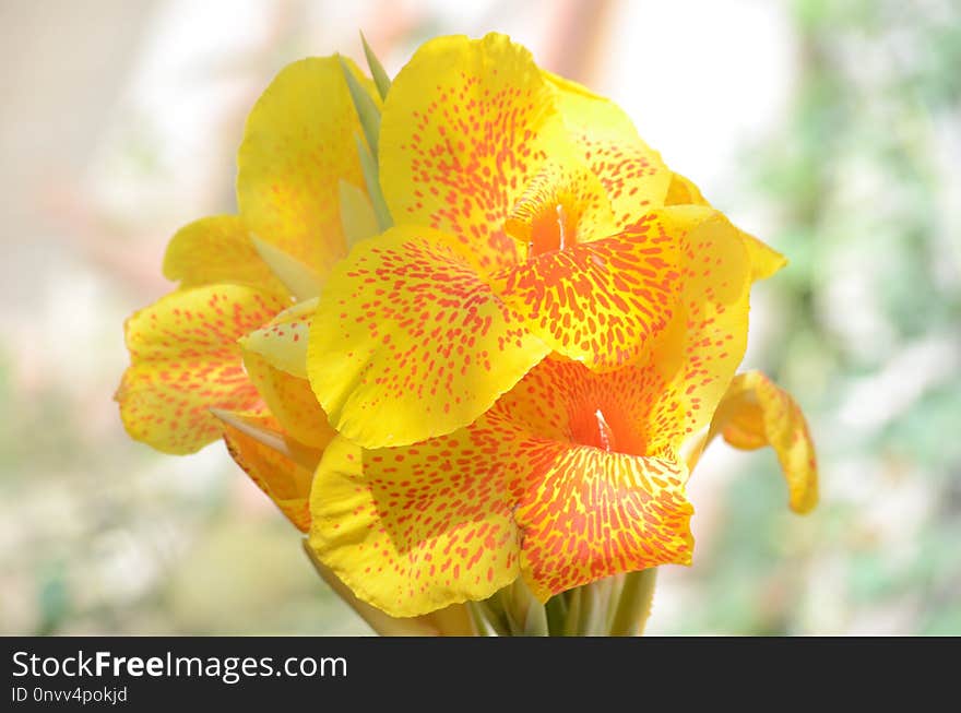 Flower, Yellow, Flora, Flowering Plant