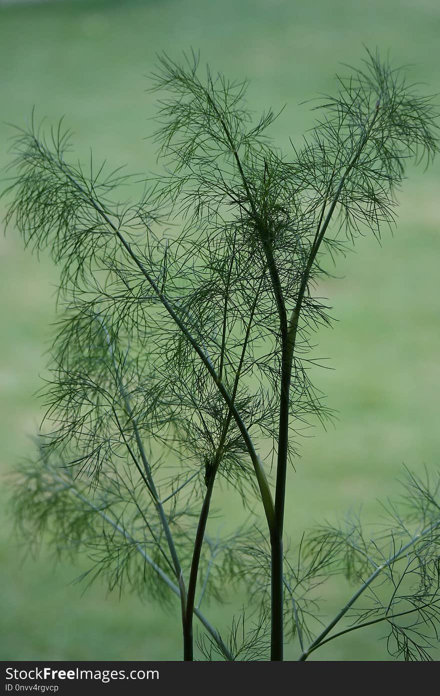 Vegetation, Plant, Tree, Grass