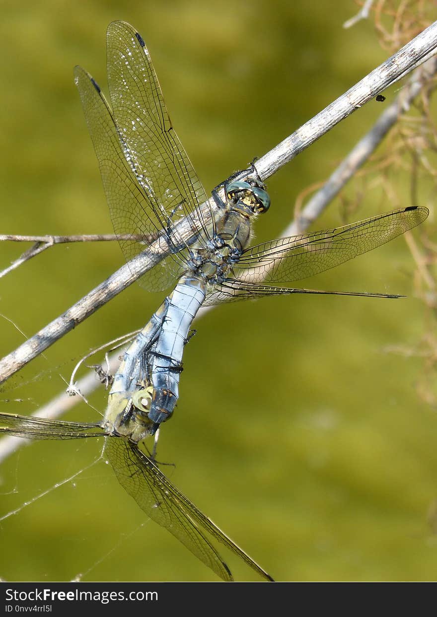 Dragonfly, Insect, Dragonflies And Damseflies, Invertebrate