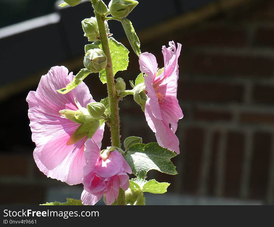 Plant, Flower, Hollyhocks, Malvales