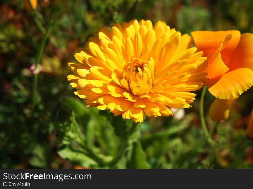 Flower, Yellow, Calendula, Nectar