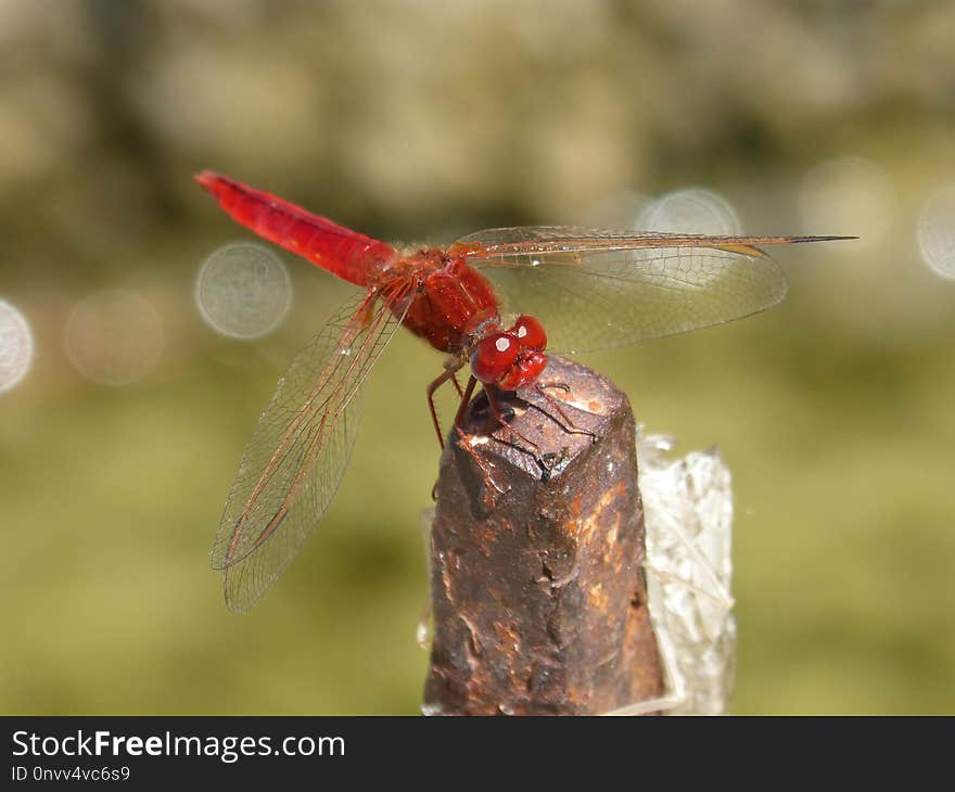 Dragonfly, Insect, Dragonflies And Damseflies, Invertebrate