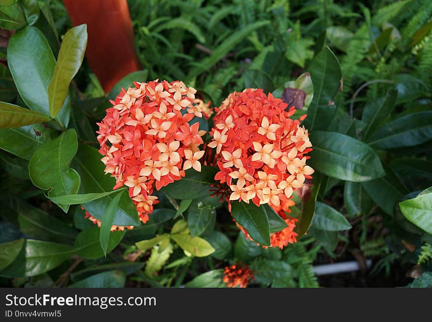 Plant, Flora, Flower, Annual Plant