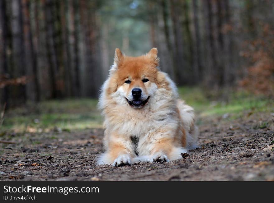 Dog, Dog Like Mammal, Dog Breed, German Spitz Mittel