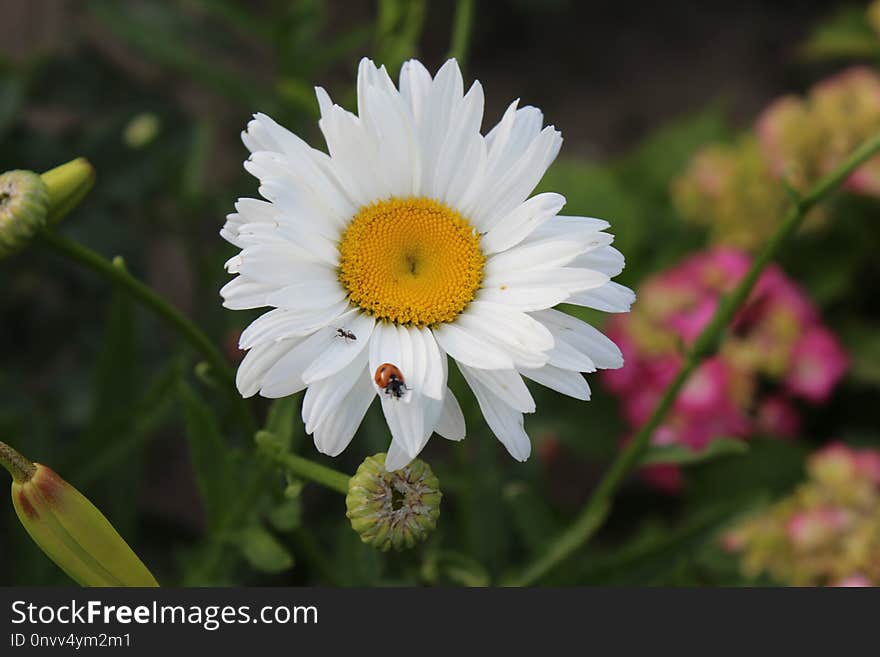 Flower, Oxeye Daisy, Flora, Plant