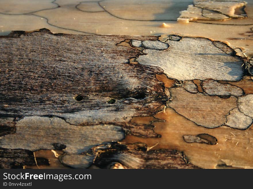 Wood, Geology, Rock, Bedrock