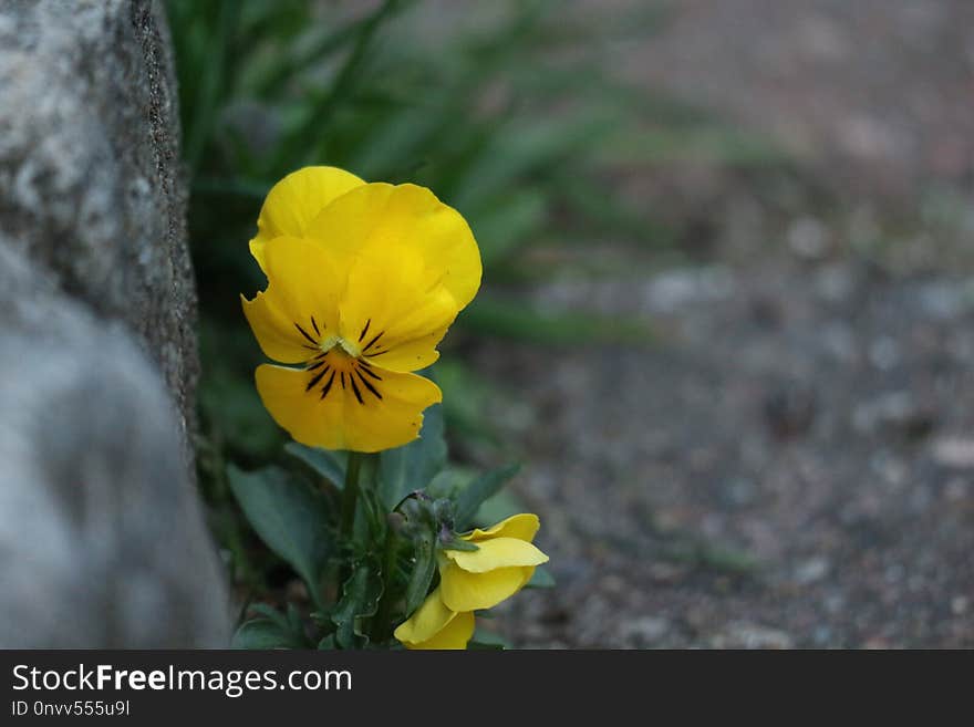 Flower, Yellow, Flora, Wildflower