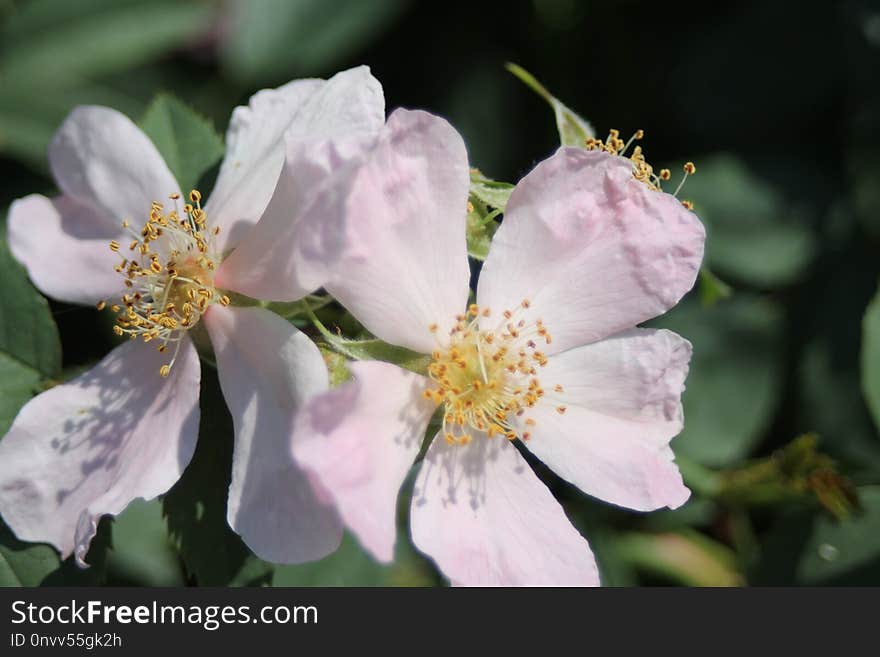 Flower, Rosa Canina, Rose Family, Flowering Plant