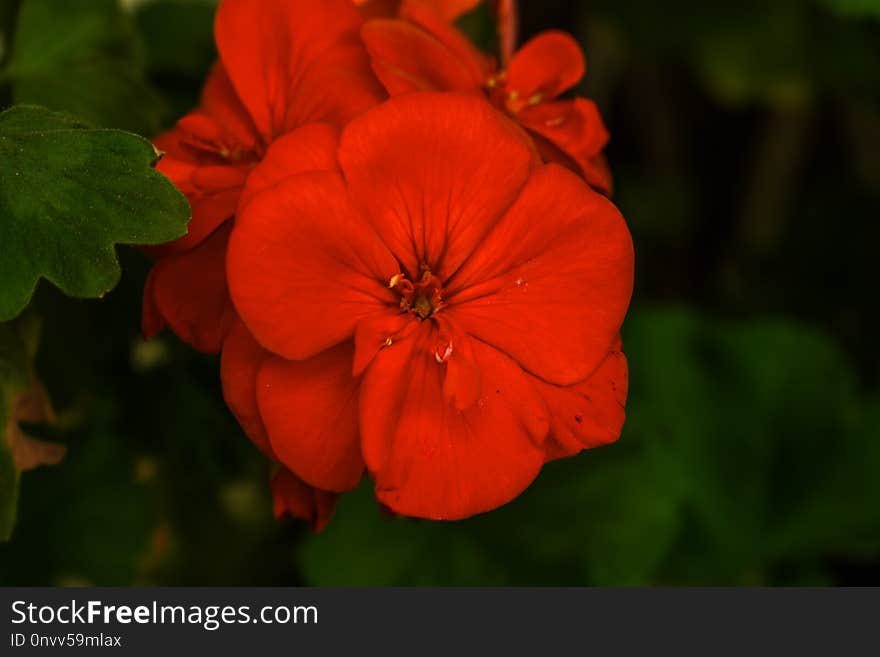 Flower, Petal, Wildflower, Close Up