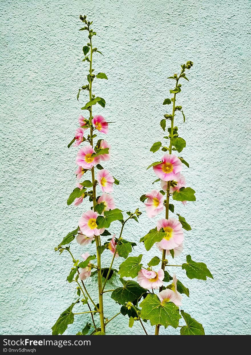 Flower, Flowering Plant, Plant, Hollyhocks