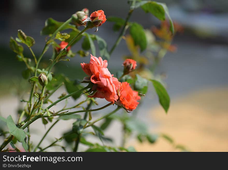 Flora, Flower, Vegetation, Plant