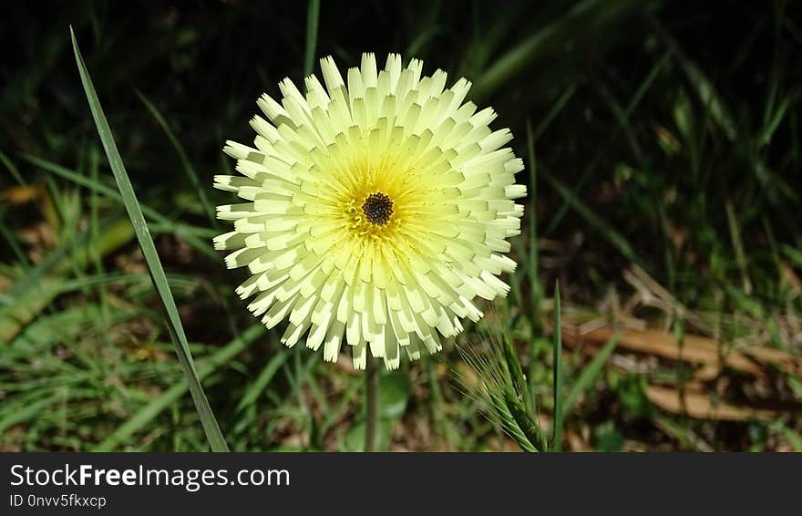 Flower, Flora, Wildflower, Close Up