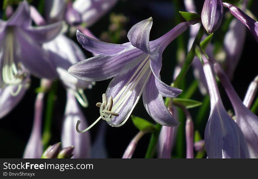 Flower, Plant, Flora, Purple