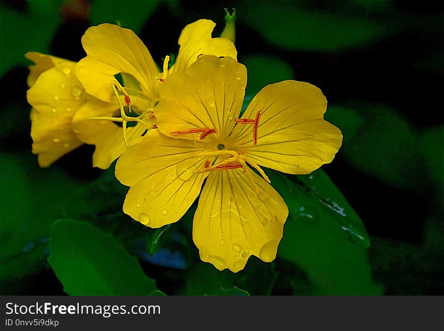 Flower, Yellow, Flora, Evening Primrose