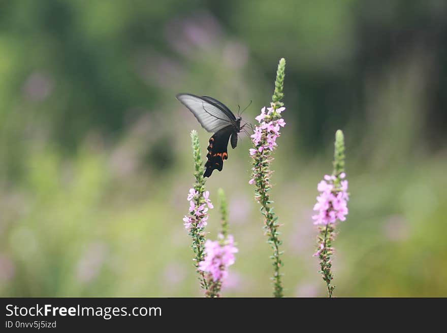 Butterfly, Insect, Moths And Butterflies, Fauna