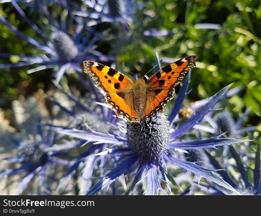 Butterfly, Moths And Butterflies, Lycaenid, Brush Footed Butterfly