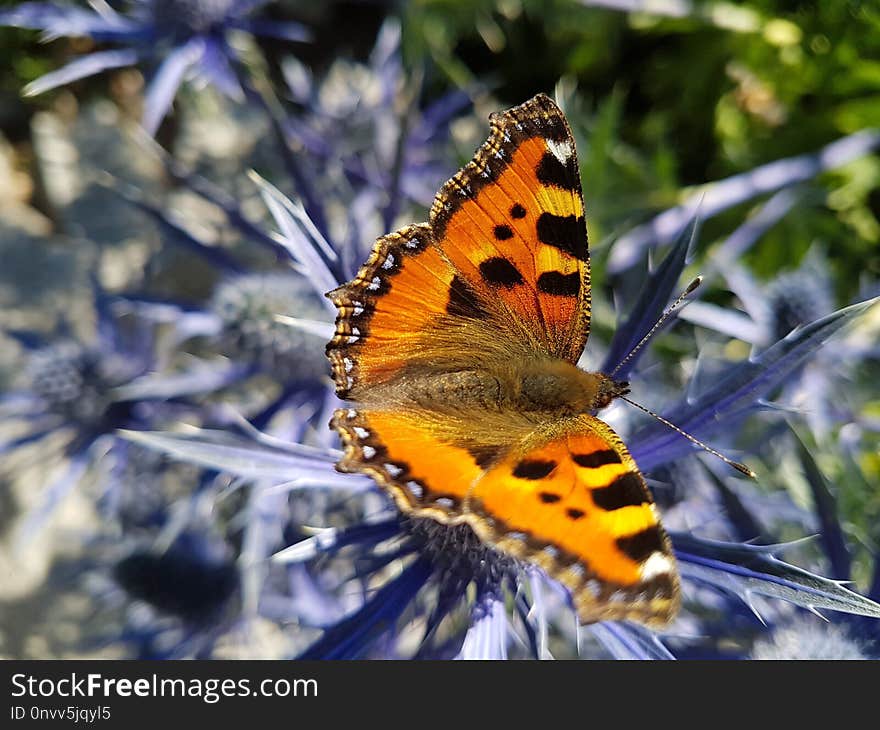 Butterfly, Moths And Butterflies, Insect, Brush Footed Butterfly