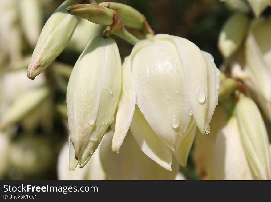 Flower, Plant, Flora, Spring