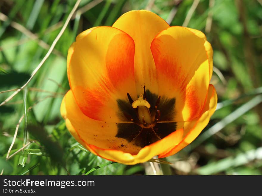 Flower, Plant, Wildflower, Flowering Plant