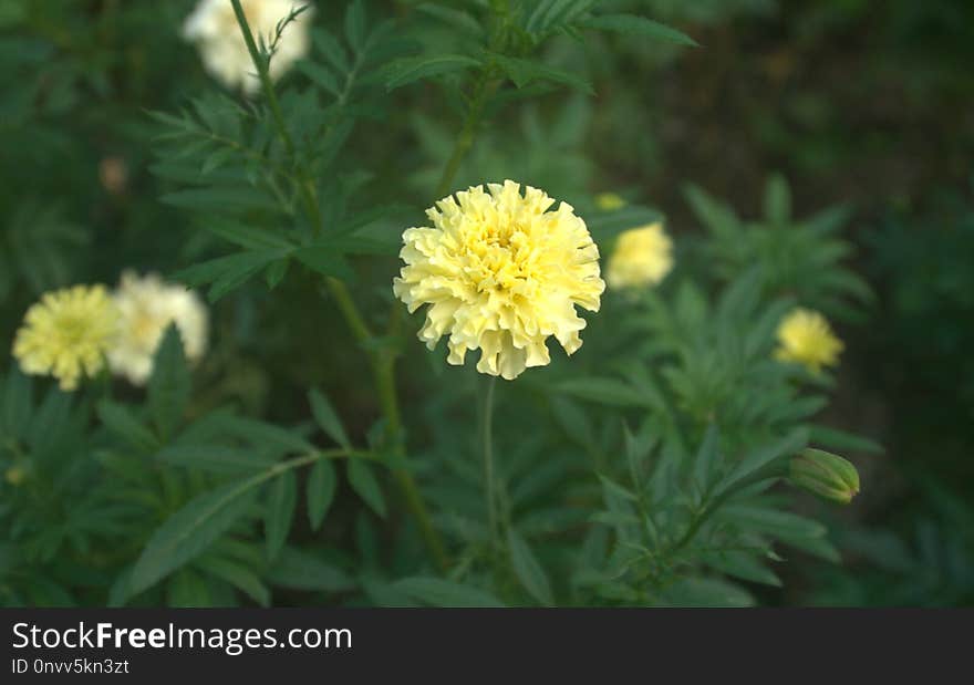 Flower, Plant, Subshrub, Shrub