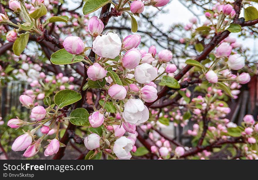 Plant, Blossom, Spring, Branch