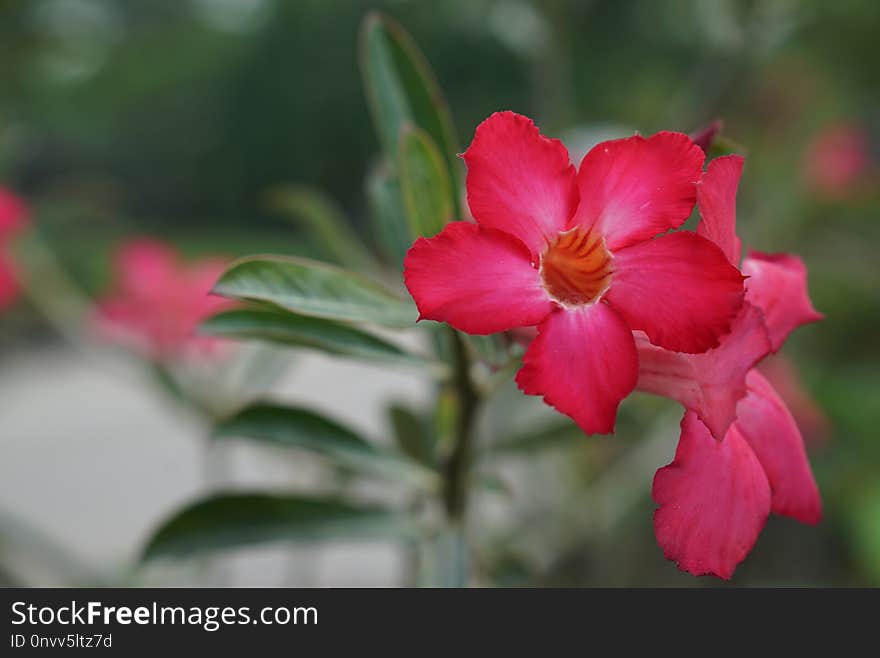 Flower, Plant, Pink, Flora