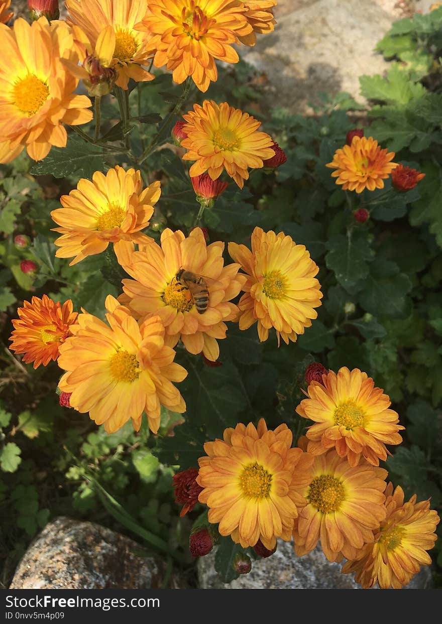 Flower, Yellow, Plant, Calendula