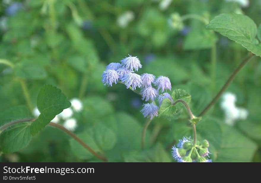 Plant, Flower, Nepeta, Herb